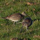 "Helgoländer Beifänge" . . .(7) - Regenbrachvögel - Numenius phaeopus