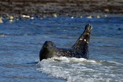 Helgoländer Eindrücke  - Baden in der Nordsee 