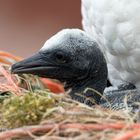 Helgoländer Eindrücke - junger Basstölpel (Morus bassanus)