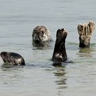 Helgoländer Meisterinnen im Synchronschwimmen