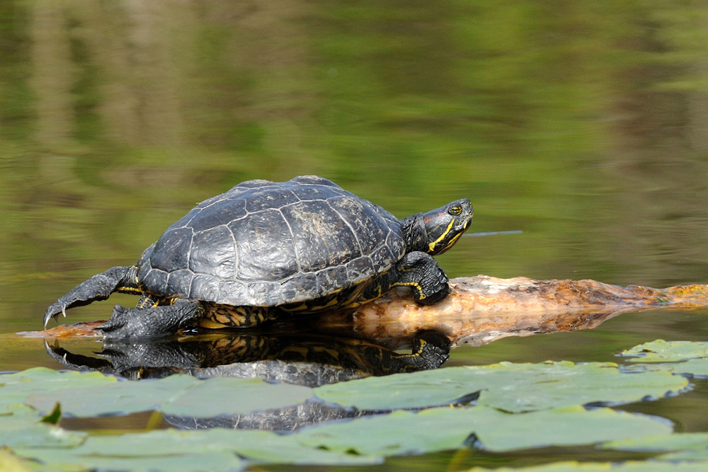 Helgoländer Schildkröten