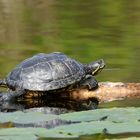 Helgoländer Schildkröten