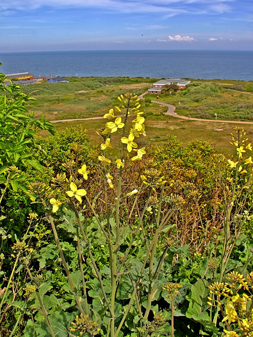 Helgoländer Wildkohl (Brassica oleracea ssp. oleracea) - Klippenkohl....