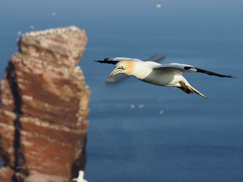 Helgoland 001aa Basstölpel