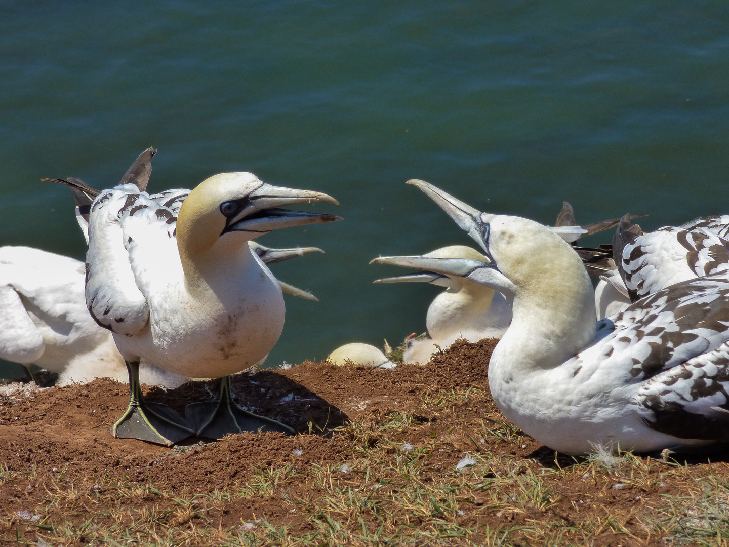 Helgoland 