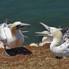 Helgoland 