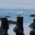 Helgoland