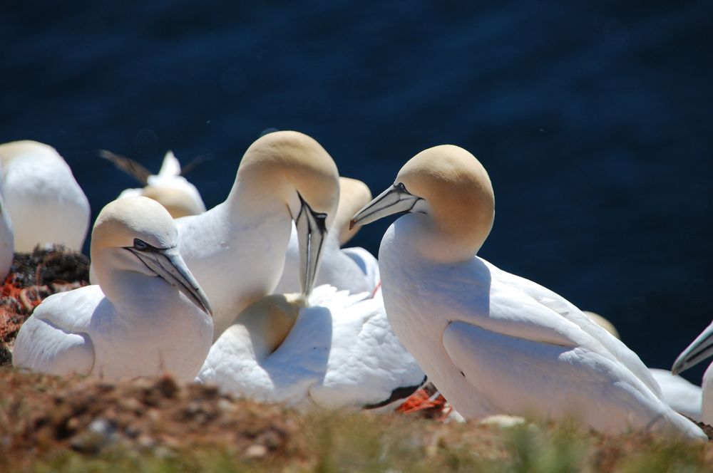 Helgoland # 1