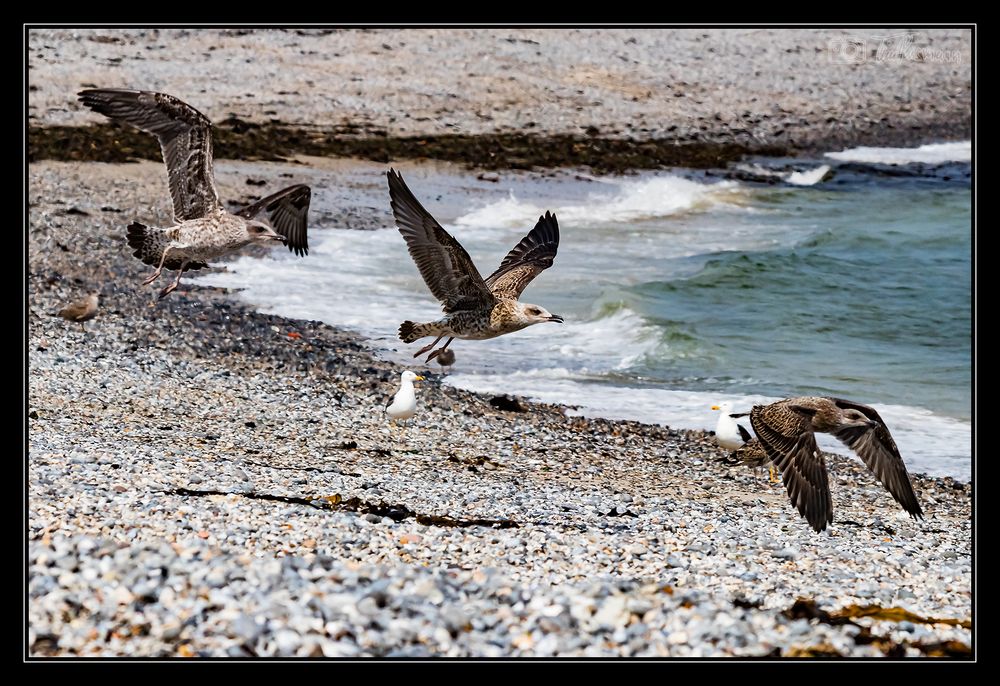 Helgoland #11