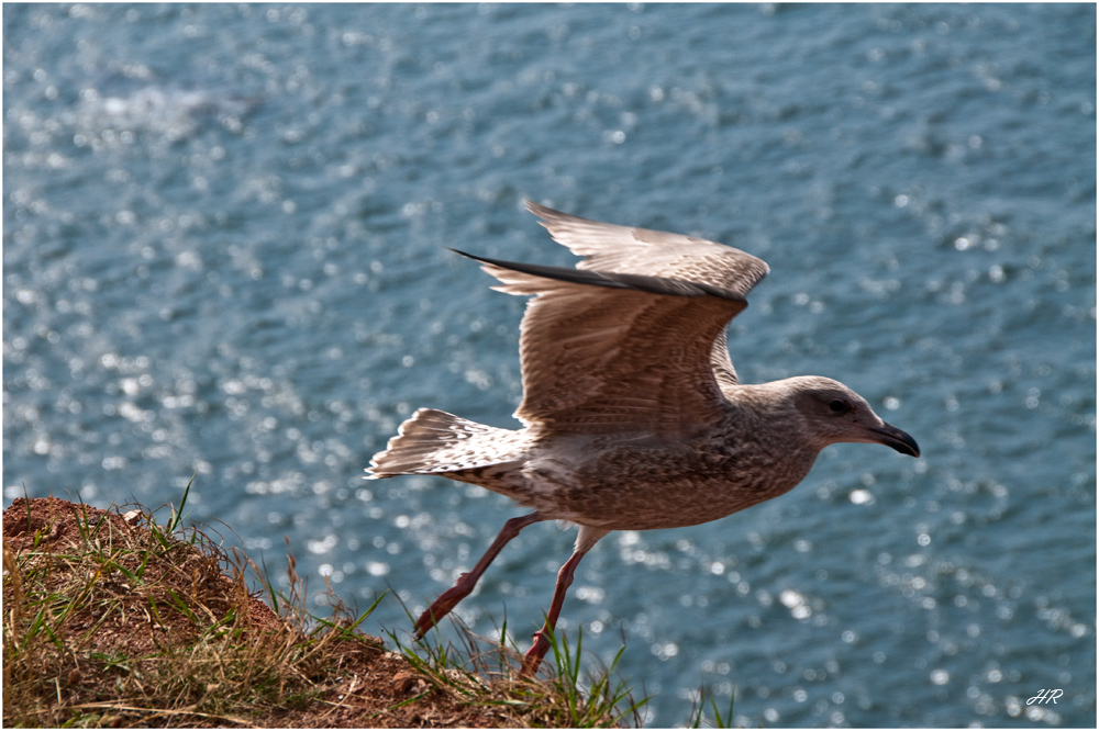 Helgoland 12