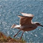 Helgoland 12