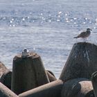 Helgoland