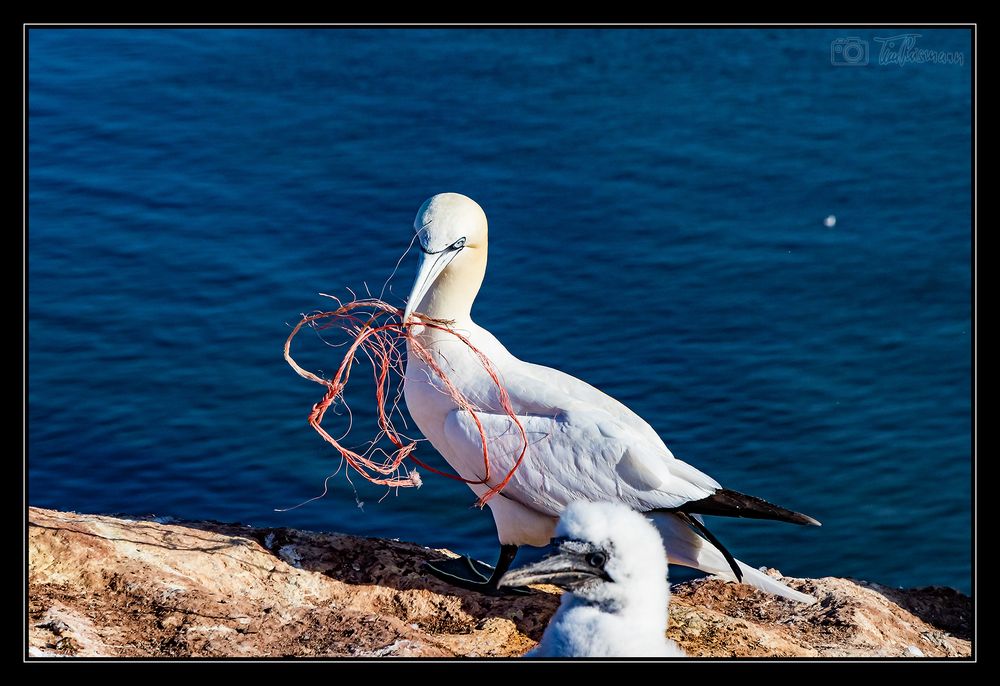 Helgoland #16