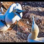 Helgoland #17