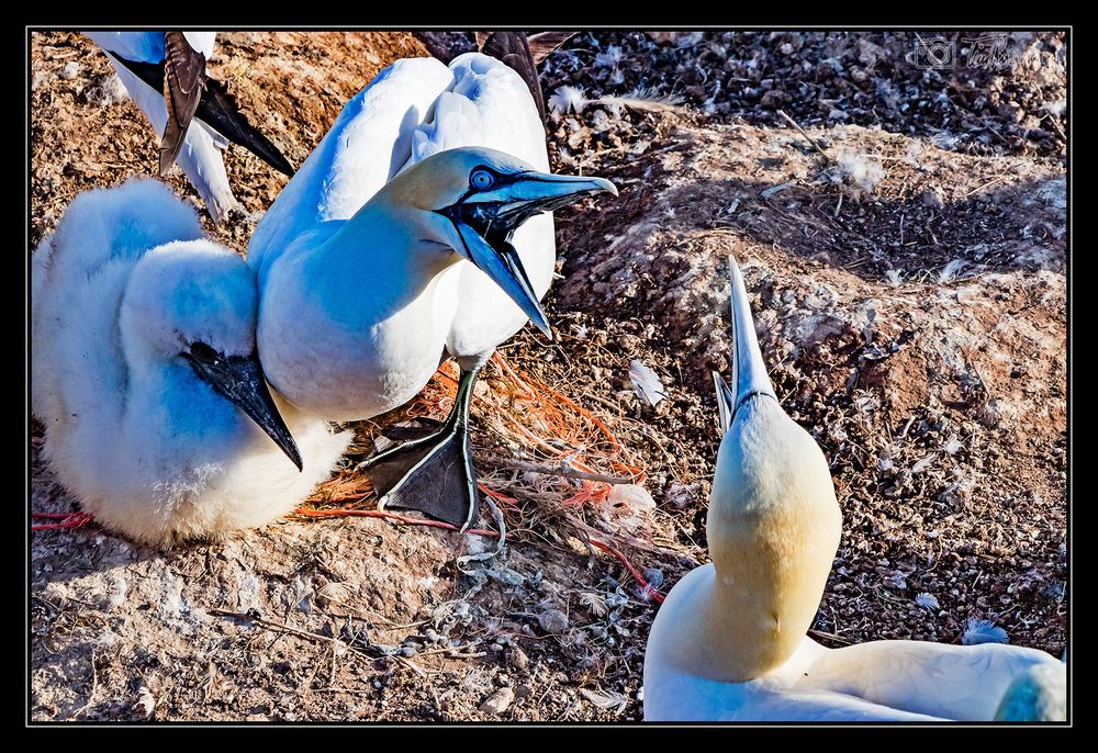 Helgoland #17