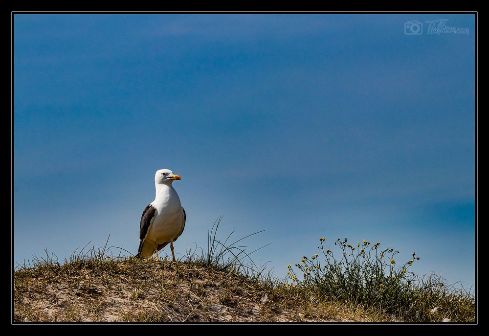 Helgoland #18