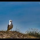 Helgoland #18