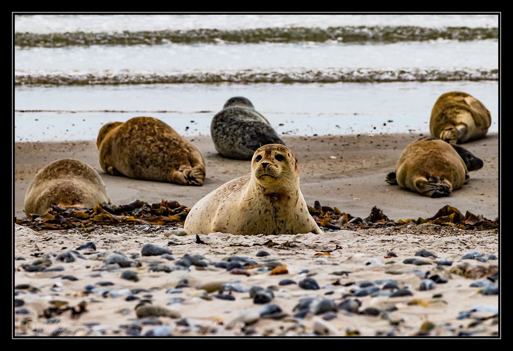 Helgoland #19