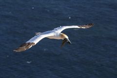 Helgoland