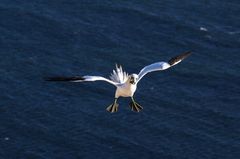 Helgoland