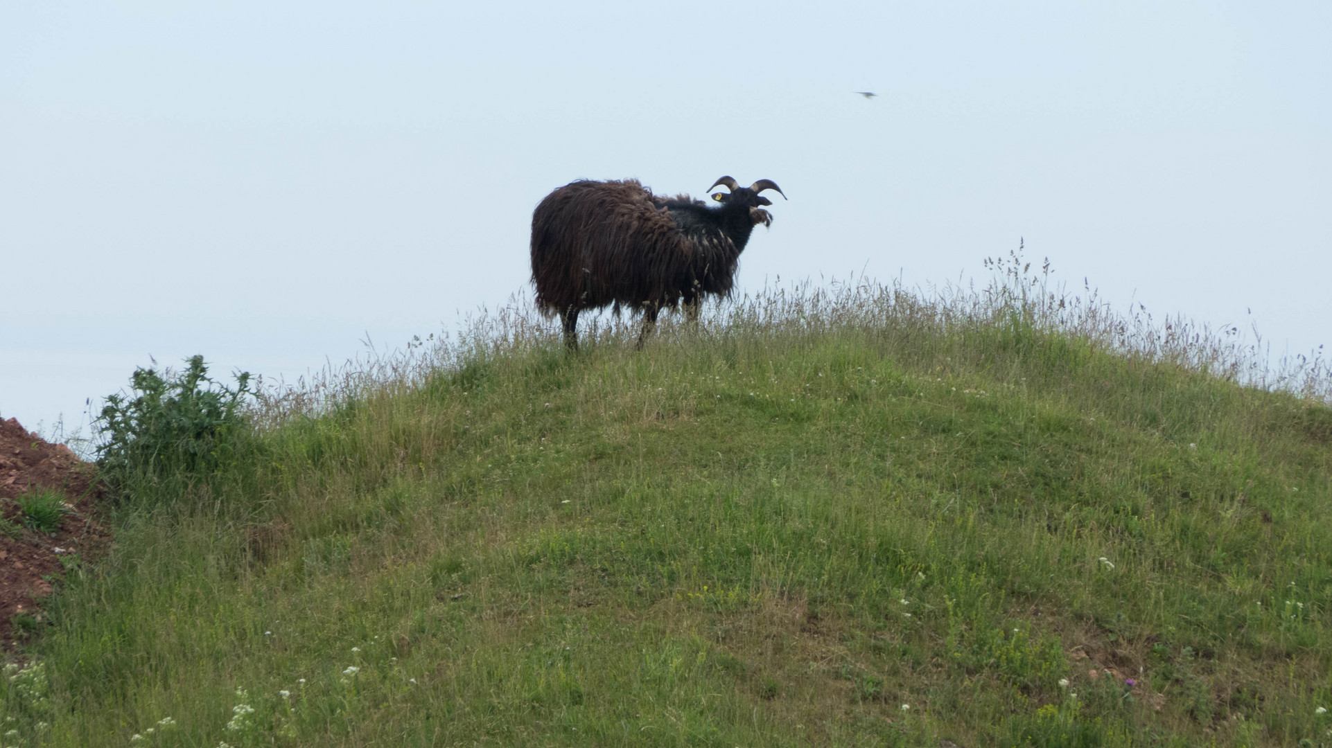 Helgoland