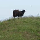 Helgoland