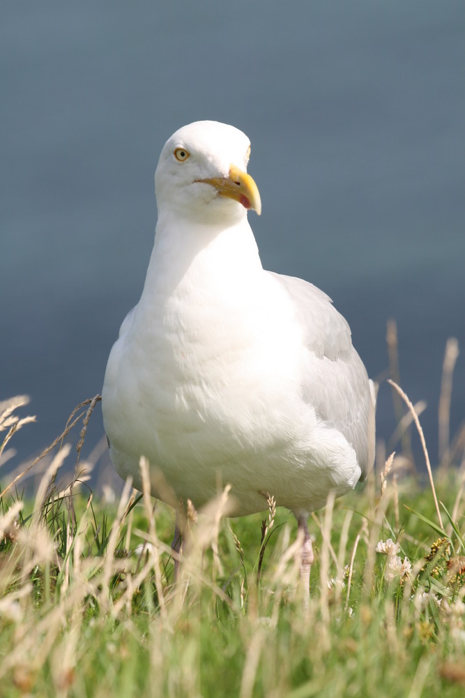 Helgoland 2