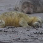 Helgoland 2 Januar 2017