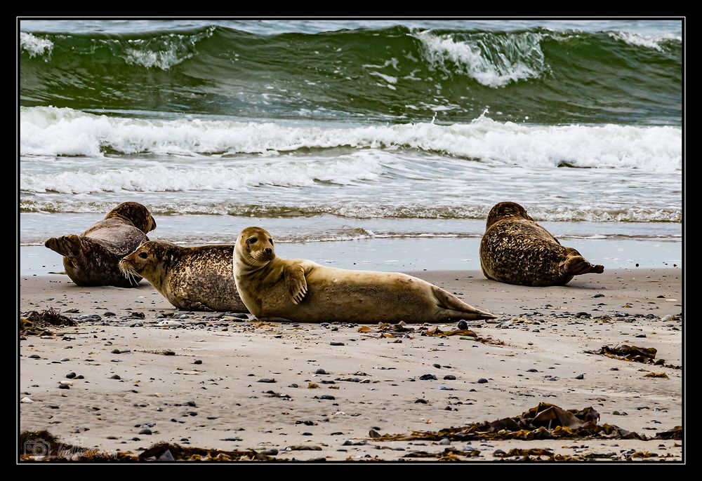 Helgoland #20