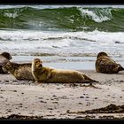 Helgoland #20