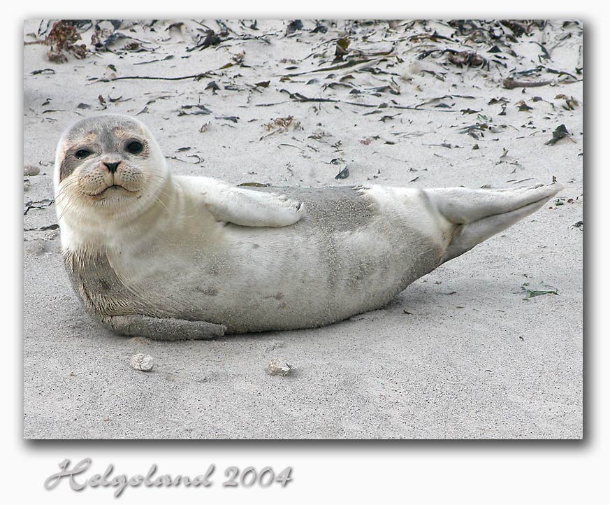 Helgoland 2004