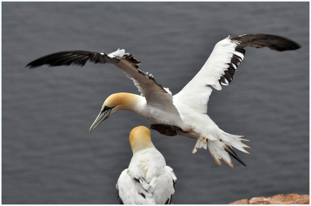 Helgoland 2012: Basstölpel im Landeanflug