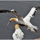 Helgoland 2012: Basstölpel im Landeanflug