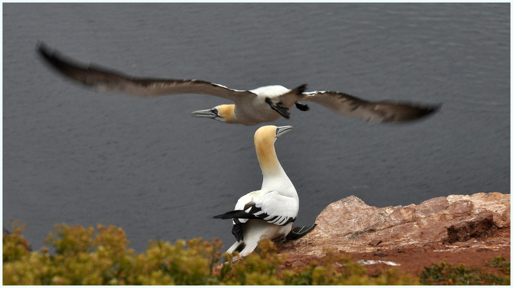 Helgoland 2012: Basstölpel, im Vorbeiflug