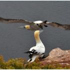 Helgoland 2012: Basstölpel, im Vorbeiflug