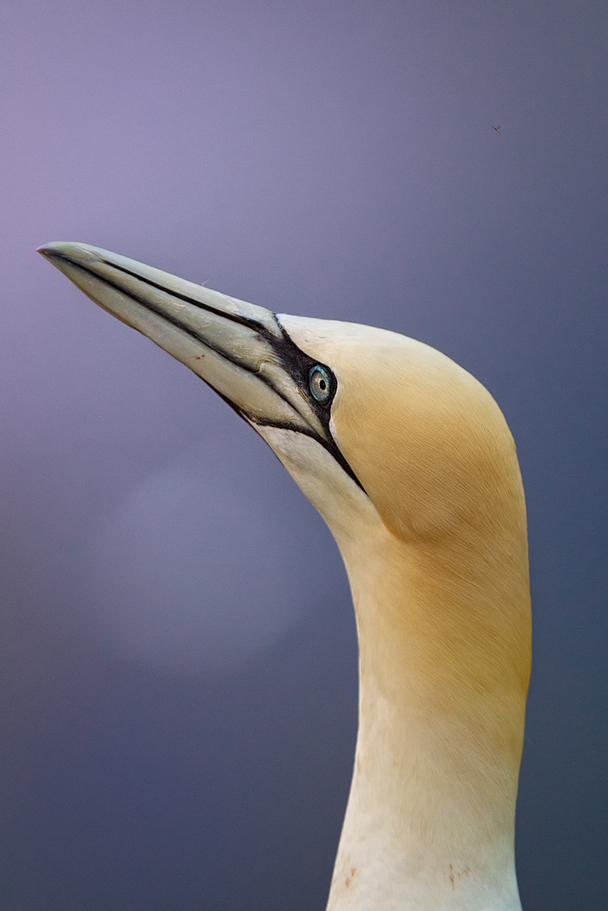 Helgoland 2014