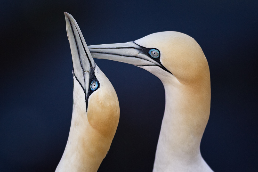 Helgoland 2014