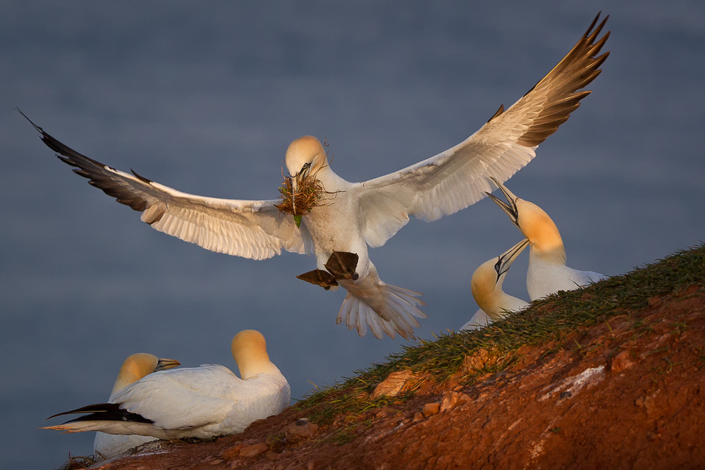 Helgoland 2014