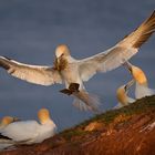 Helgoland 2014