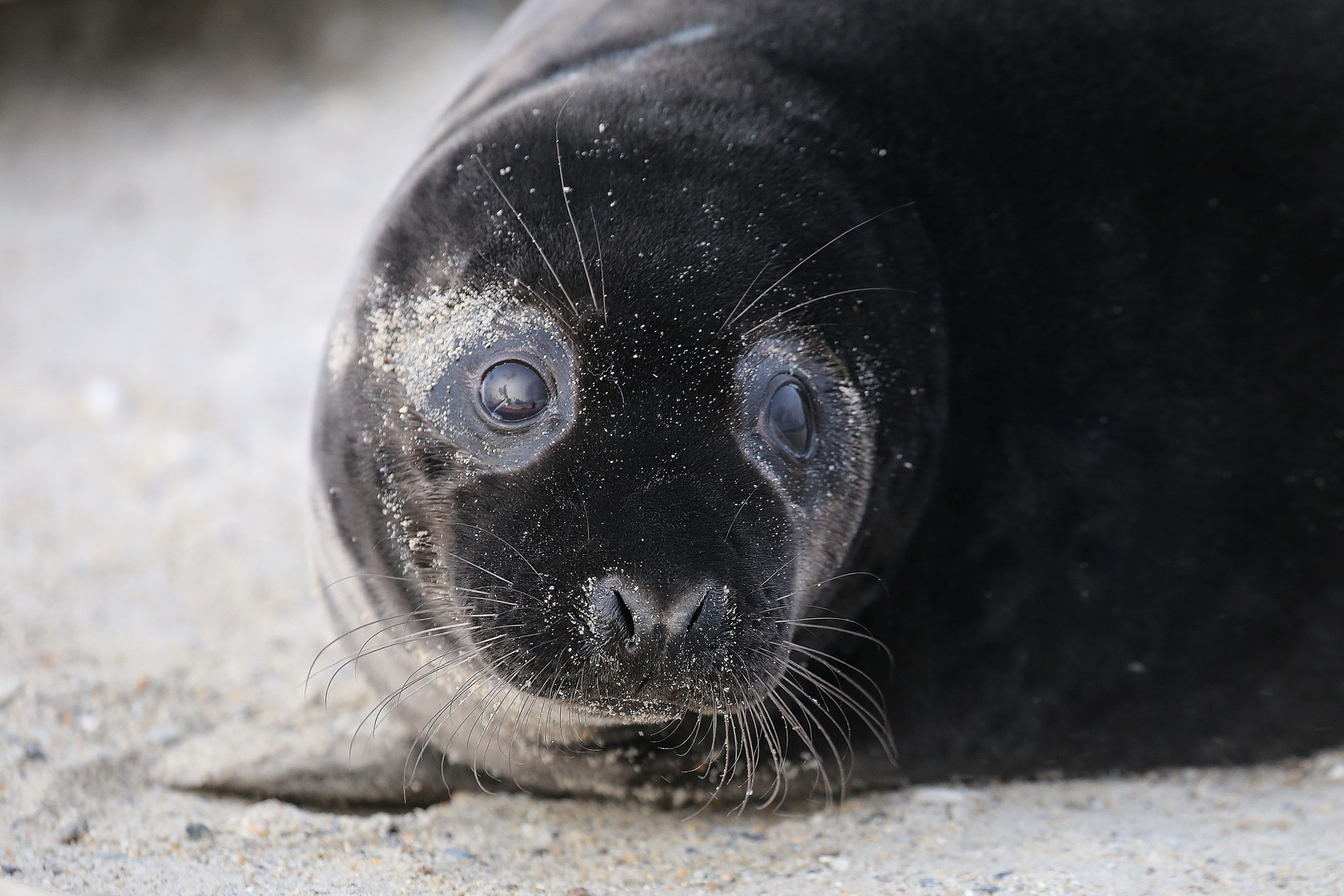 .....Helgoland 2019...................