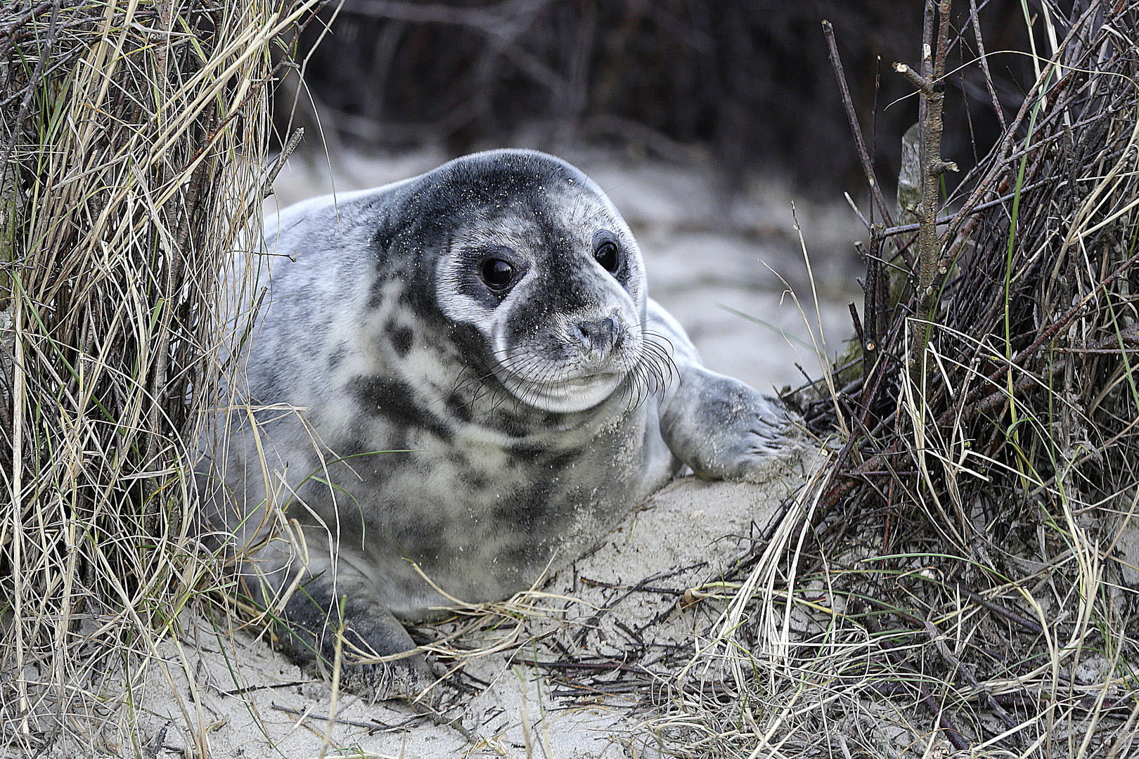 .......Helgoland 2019.........