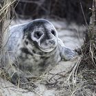 .......Helgoland 2019.........