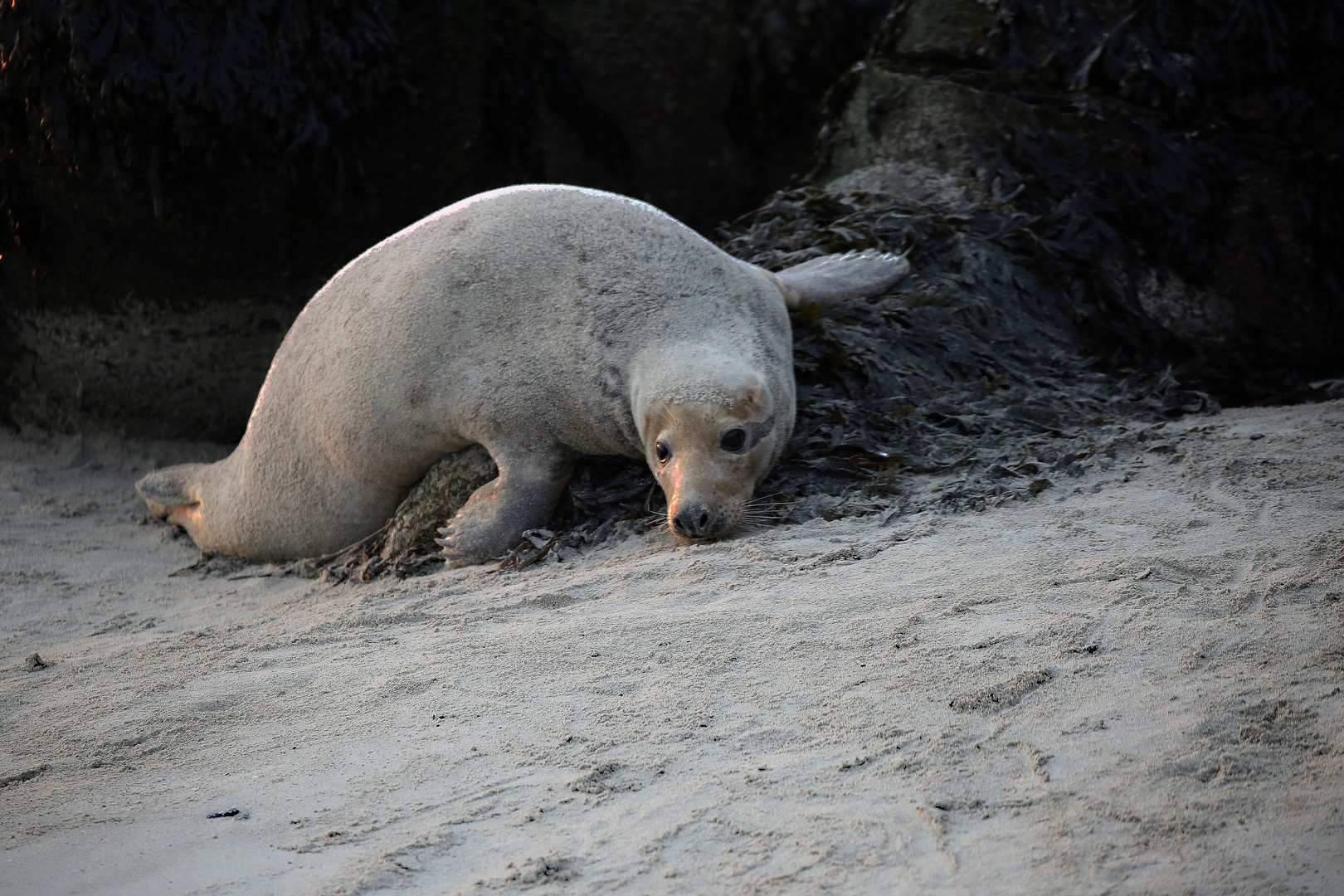 ..... Helgoland 2019...............