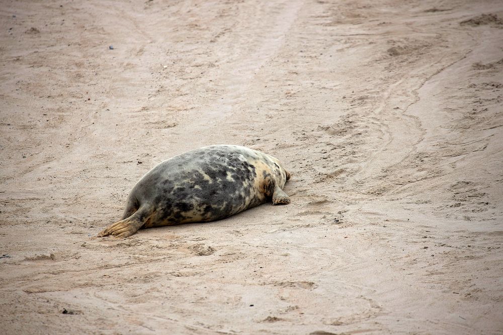 Helgoland 2019_ fotocommunity.de (1)