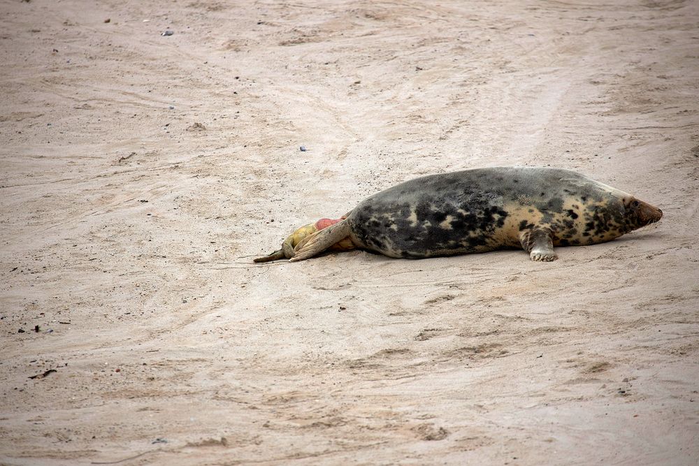 Helgoland 2019_ fotocommunity.de (10)