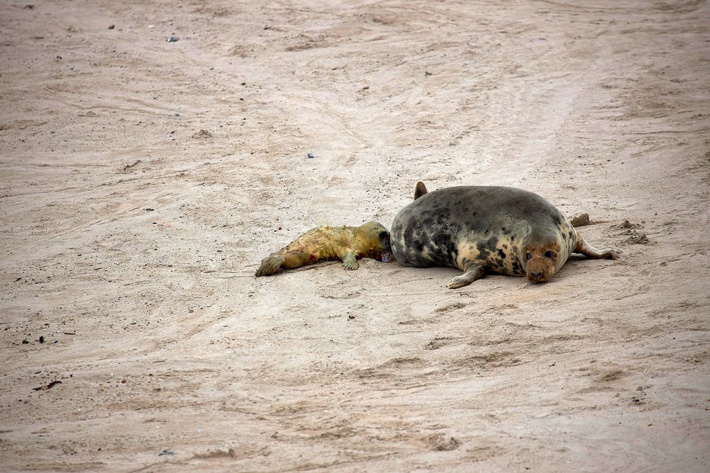 Helgoland 2019_ fotocommunity.de (14)