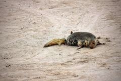 Helgoland 2019_ fotocommunity.de (14)