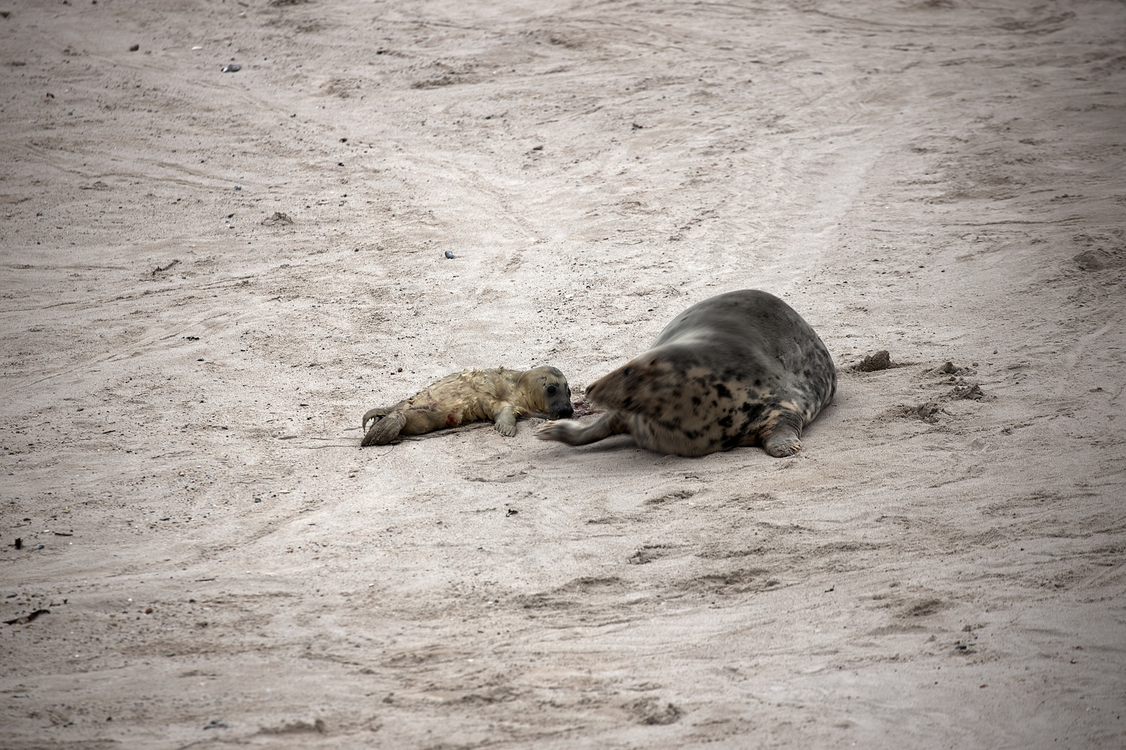 Helgoland 2019_ fotocommunity.de (16)