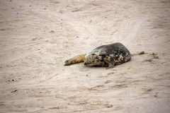 Helgoland 2019_ fotocommunity.de (17)