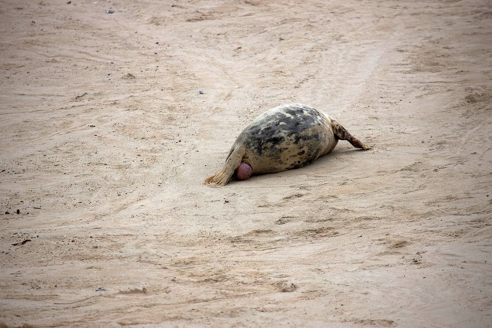 Helgoland 2019_ fotocommunity.de (2)